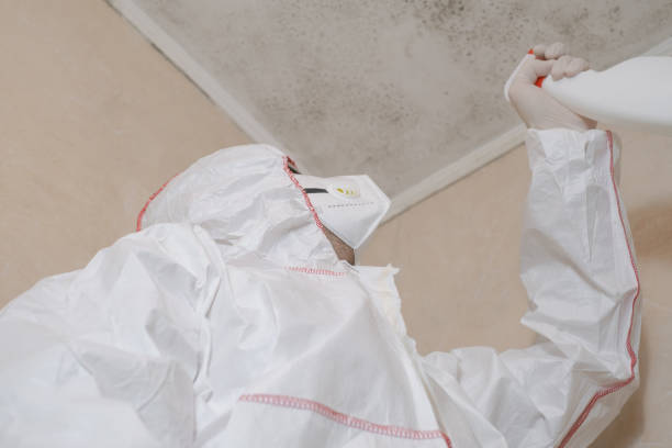 Best Environmental Consulting for Mold Prevention  in Frewsburg, NY